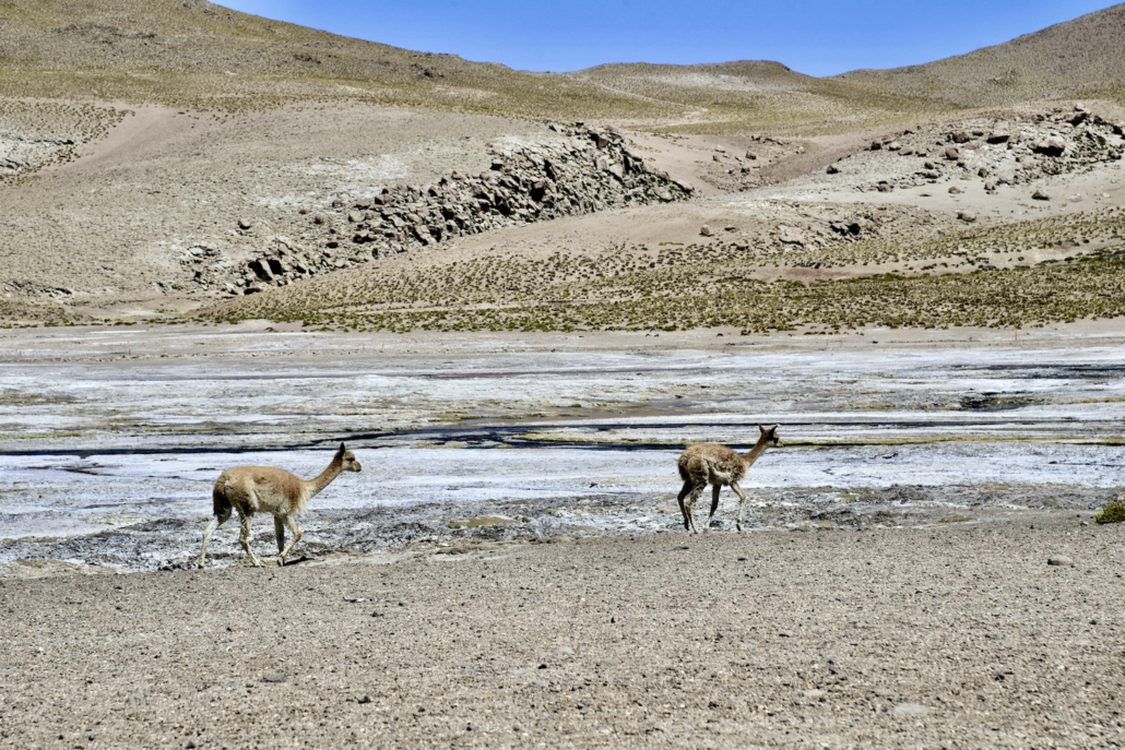 excursion to Tatio Geysers by Awasi Atacama/Chile excursion to Tatio Geysers by Awasi Atacama/Chile